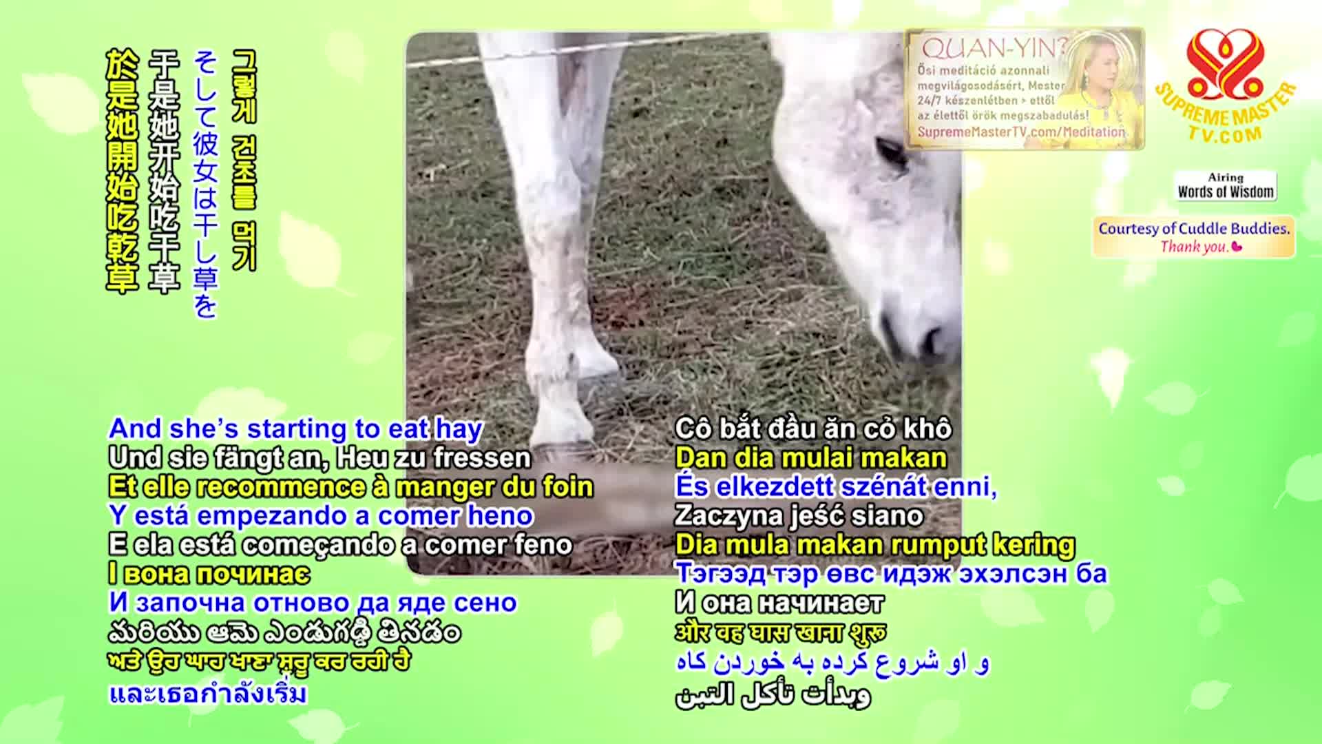 Thumbnail image for Supreme TV EP 1549 - Excerpts from the 1999 European Lecture in the Netherlands, from ‘God’s Direct Contact-The Way to Reach Peace’ by Supreme Master Ching Hai (vegan), Part 2 of 2