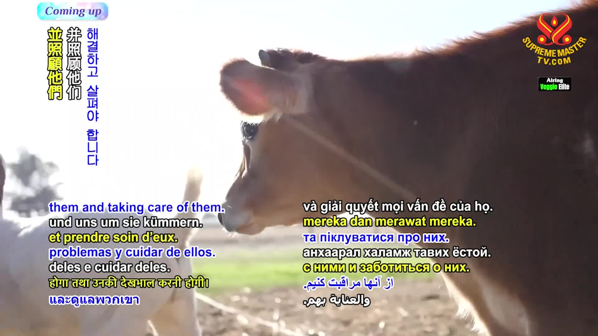 Thumbnail image for Supreme TV EP 1583 - Sandeep Kumar, Leading Indian Vegan Athlete, Part 2 of 2