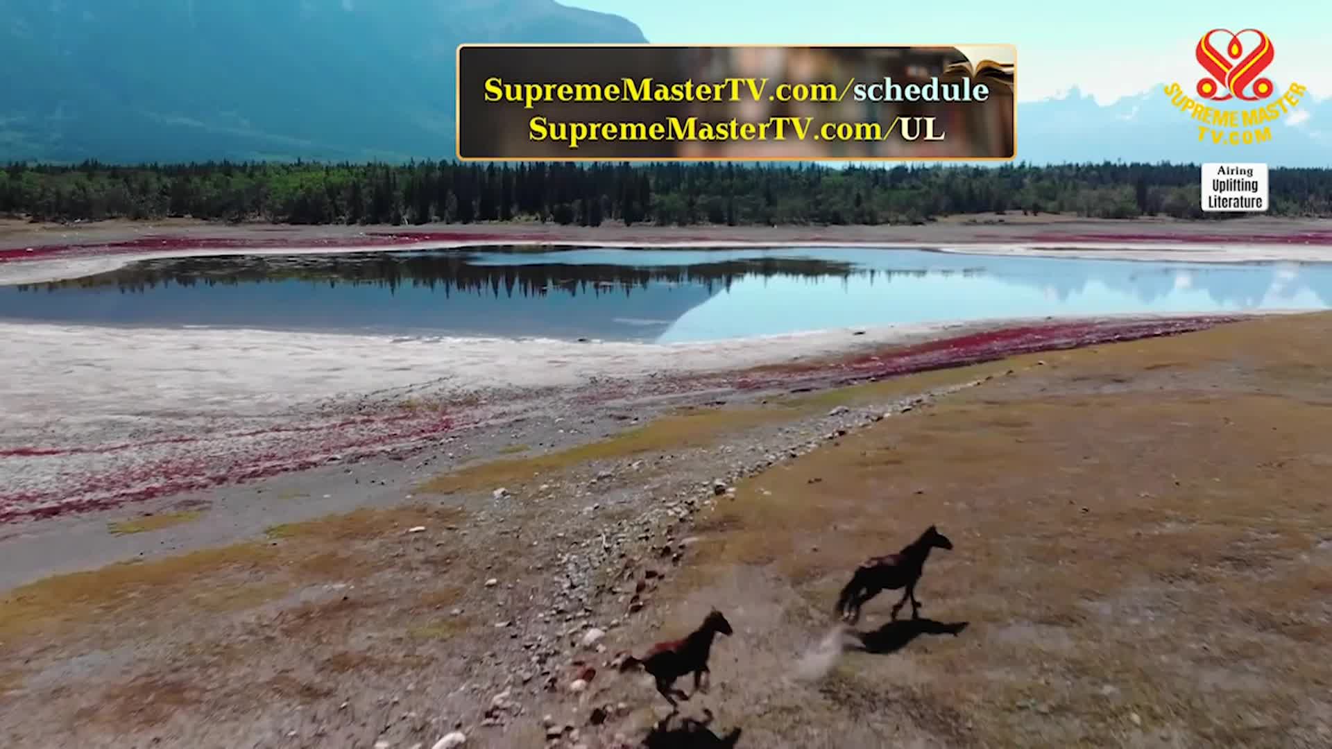 Thumbnail image for Supreme TV EP 1584 - “The Wild Horse Conspiracy,” by Craig Downer (vegan), Part 1 of 2