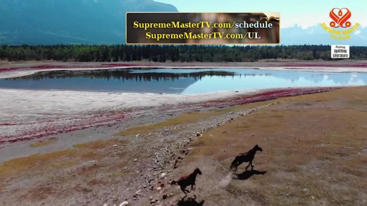 Thumbnail image for Supreme TV EP 1584 - “The Wild Horse Conspiracy,” by Craig Downer (vegan), Part 1 of 2