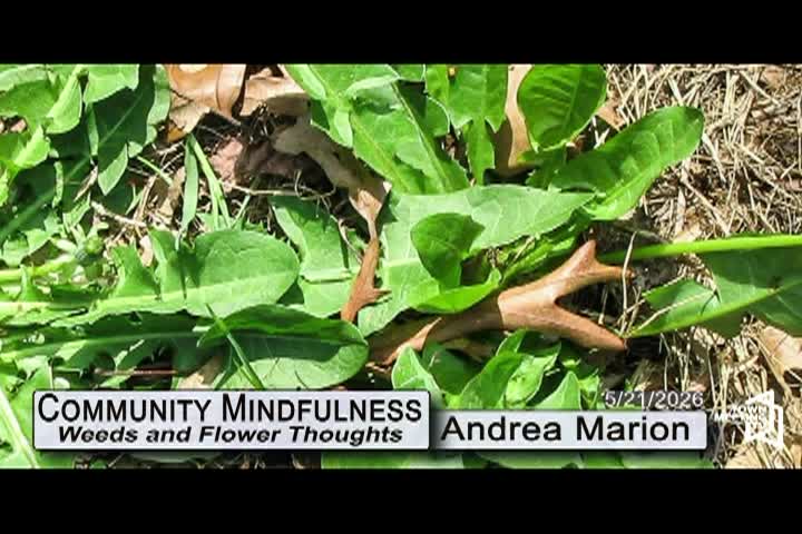 Thumbnail image for Community Mindfulness: Weeds and Flower Thoughts