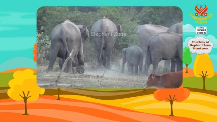 Thumbnail image for Supreme TV EP 1628 - Tree of Legends: The Story of Thimmamma Marrimanu
