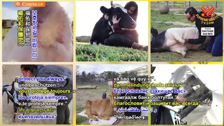 Thumbnail image for Supreme TV EP 1649 - Farm Animal Refuge and Roberta Russo (vegan): Loving “Grandma” to Rescued Animal-People, Part 2 of 2