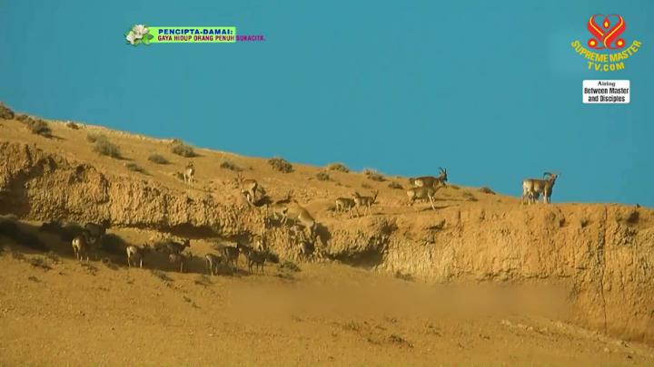 Thumbnail image for Supreme TV EP 1652 - Renounce the Desire for the World but Not the World, Part 1 of 6